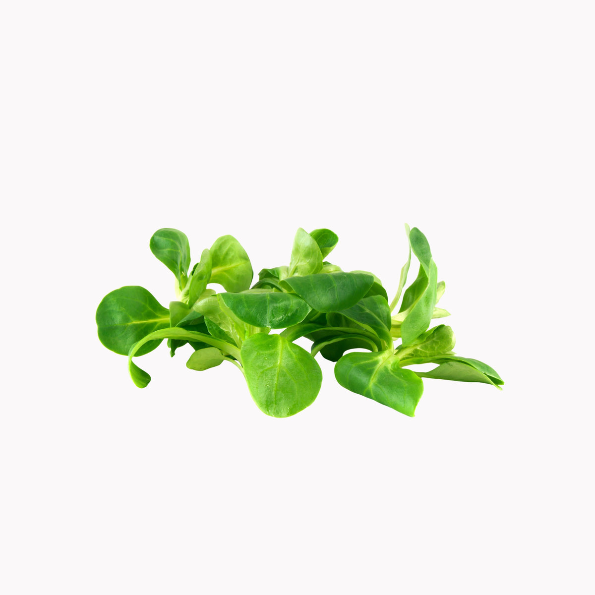 Feldsalat