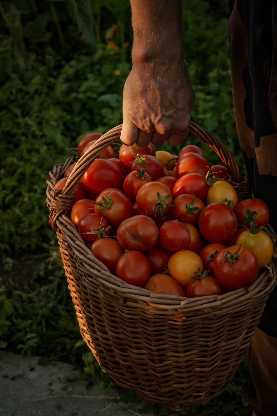 FAVA Obst und Gemüse Großhandel Nordrhein- Westfalen